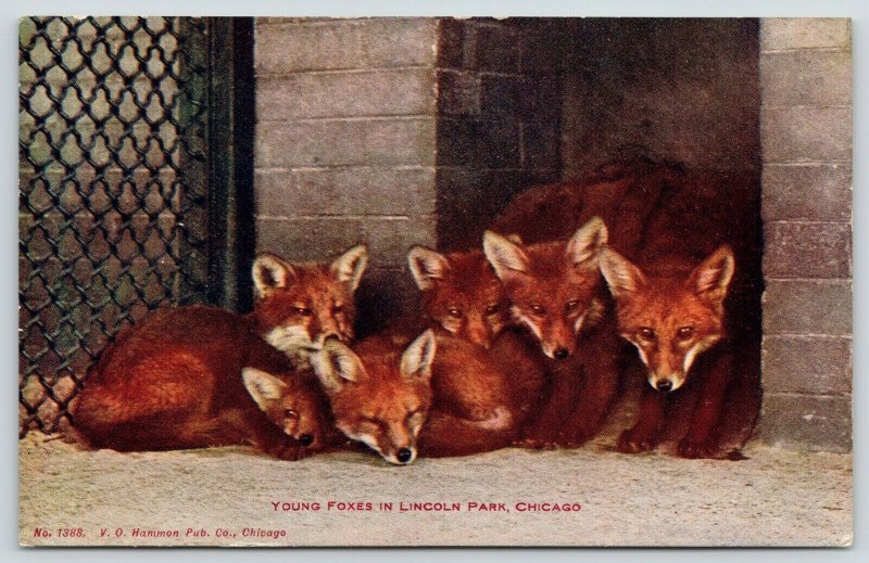 Chicago Illinois~Lincoln Park Zoo~6 Young Foxes Huddled in Cage~c1910 VO Hammom 