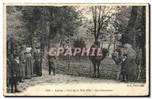 Postcard Old Lyon Park Golden Camels Head