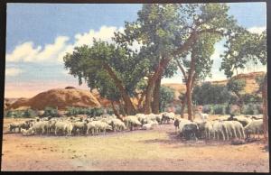 Linen Postcard Unused Sheep in Southwest NM LB