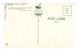 FL - Miami. Parrot Jungle, Cockatoos