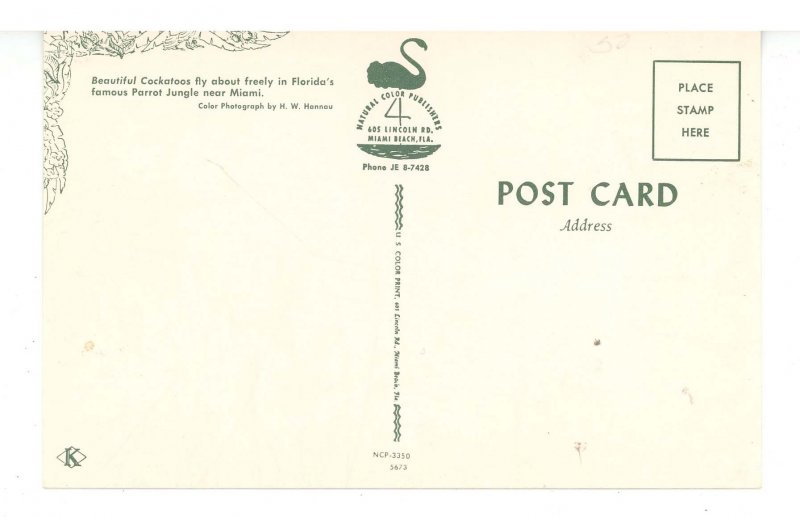 FL - Miami. Parrot Jungle, Cockatoos