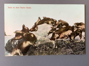 Seals On Their Native Rocks CA Litho Postcard A1154085514