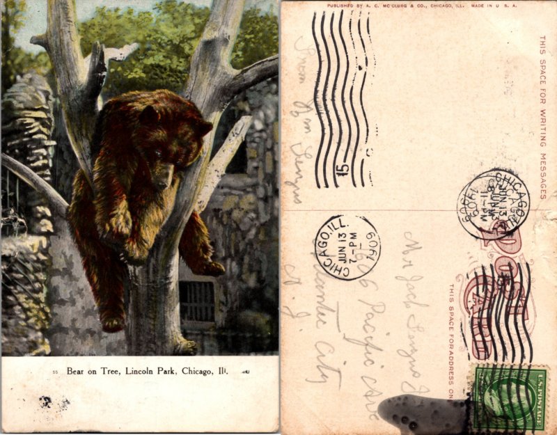 Bear on Tree (16703