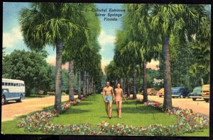 Florida SILVER SPRINGS Colorful Entrance with Greyhound Bus older cars - Linen