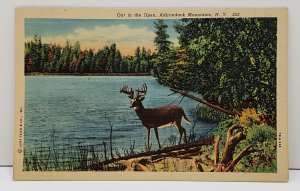 Adirondack Mountains NY Deer / Buck Out In The Open Postcard B2