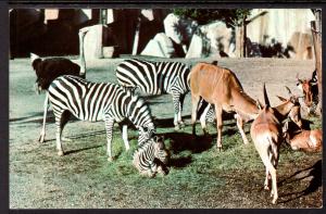 Antelopes,Zebras,Milwaukee County Zoo,Milwukee,WI