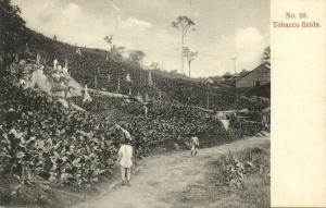 straits settlements, Malay Malaysia, Tobacco Fields (1899) Kaulfuss 23 Penang