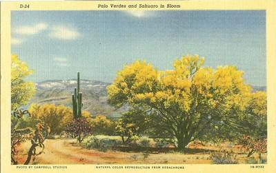 Palo Verdes and Sahuaro in Bloom, Arizona unused linen Po...