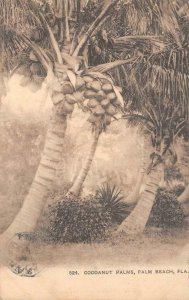 COCOANUT PALMS PALM BEACH FLORIDA POSTCARD 1904