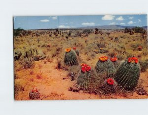 Postcard A Field Of Barrel Cactus