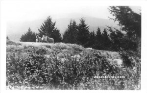 Sheep - Stratton Mountain, Vermont