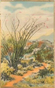 California Desert 1920s Ocotillo  bloom 49A Martin hand colored Postcard 22-9435