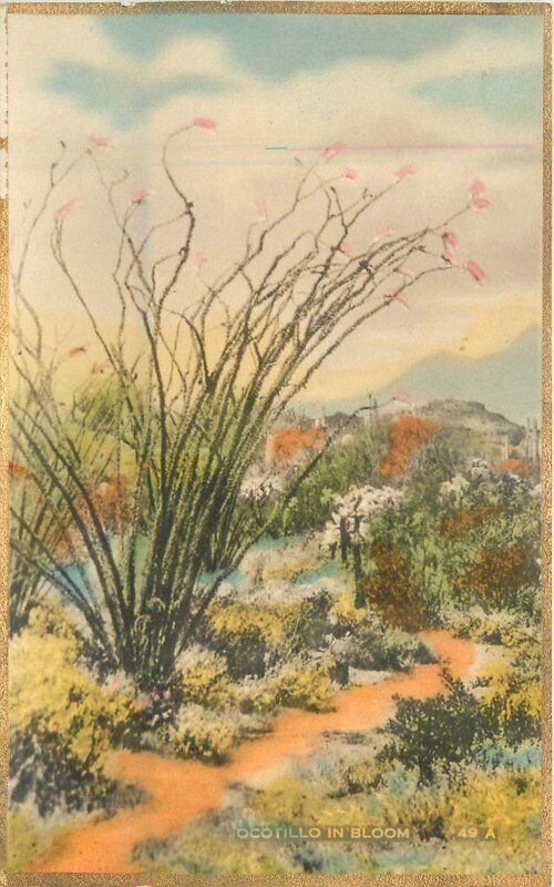 California Desert 1920s Ocotillo  bloom 49A Martin hand colored Postcard 22-9435