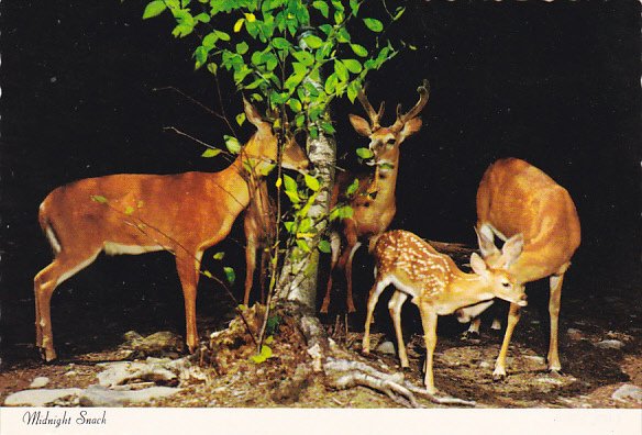 Canada Whitetail Deer Midnight Snack