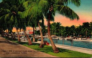 Florida Fort Lauderdale Row Of Coconut Palms Along The New River