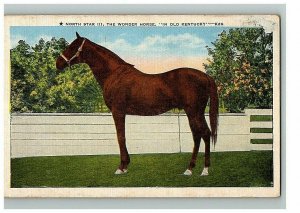 1920s-30s Kentucky Postcard North Star III The Wonder Horse E C Kropp & Co  