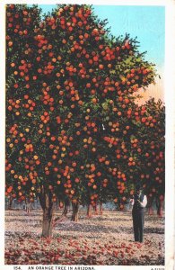 USA Orange Tree In Arizona Vintage Postcard 05.41