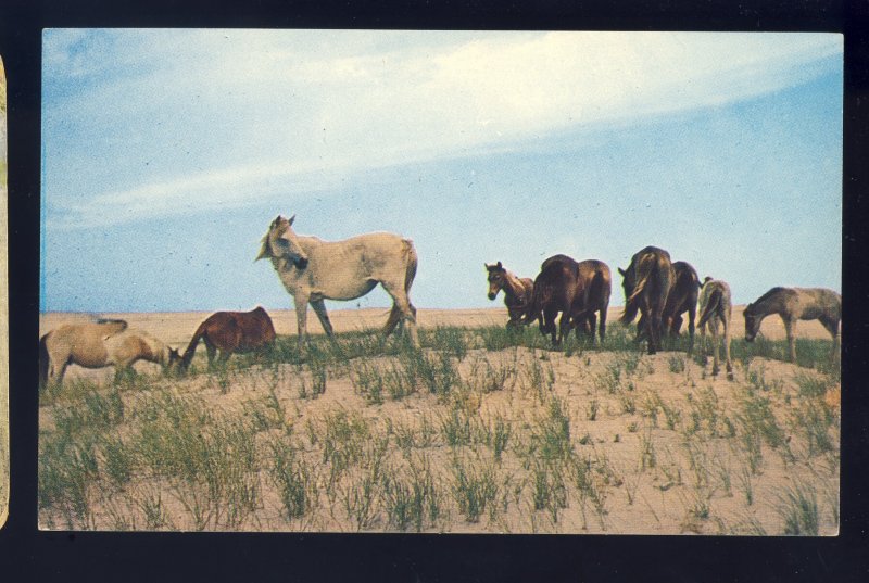 Assateague Island, Virginia/VA Postcard, Chincoteague Ponies