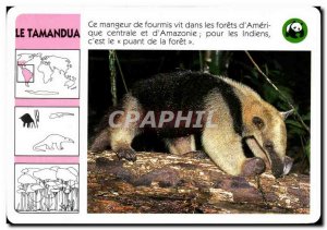 Map The Tamandua WWF