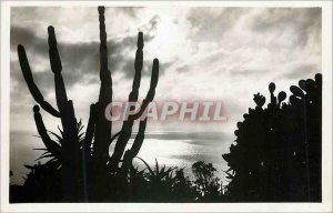 Postcard Modern Jardin Exotique de Monaco Light Effect