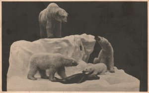 Vintage Postcard Polar Bear Field Museum Of Natural History Chicago Illinois IL