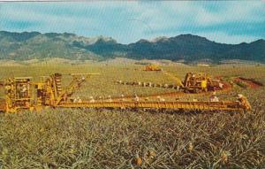 Hawaii Pineapple Harvesting Libby's Modern Machinery 1960