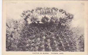 Arizona Tucson Cactus In Bloom Albertype
