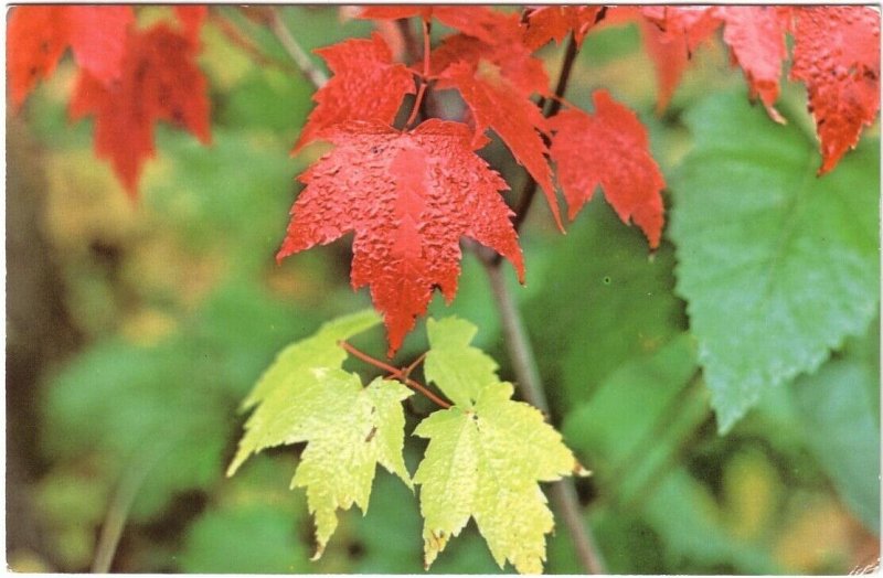 Maple Leaf, Emblem Of Canada, Canadian Autumn, Vintage Chrome Postcard