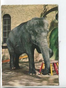 464441 Germany elephant in zoo advertising special cancellations Old postcard