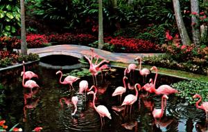 Birds Flamingos At Sunken Gardens St Petersburg Florida