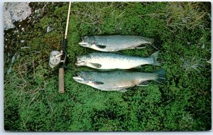 Postcard - Trout - Greetings from Chaffey Locks, Canada