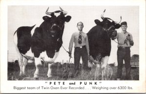 Postcard Pete and Punk Biggest Team of Oxen Ever Recorded Twin Holstein Steers