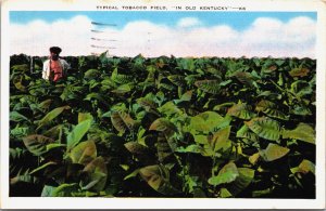USA Typical Tobacco Field In Old Kentucky Linen Postcard C033