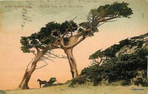 1909 PCK SERIES MONTEREY CA Ostrich Tree 17 mile Drive 7535 postcard