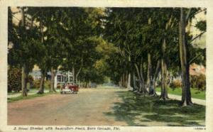 Australian Pines Boca Grande FL 1960