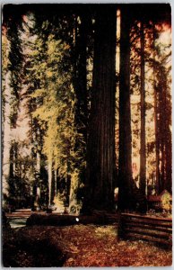 1947 CA-California, Redwoods Forests Towering Trees, Beauty of Nature, Postcard