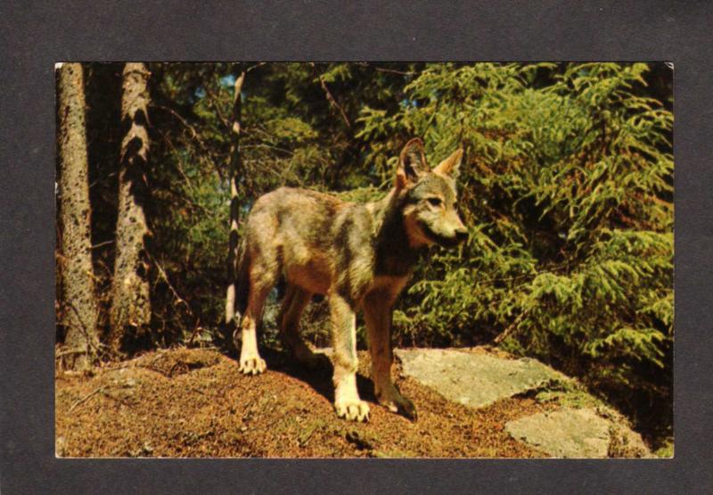 ON Pup Wolf Algonquin Park Ontario Canada Carte Postale Postcard Wolfes Animal