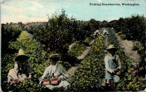 Postcard WA Tacoma Women Wearing Hats Picking Strawberries Farm Scene 1913 S66