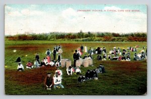 1909 Cranberry Picking on Cape Cod Massachusetts   Postcard