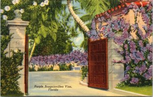 postcard - Purple Bougainvillea Vine, Florida