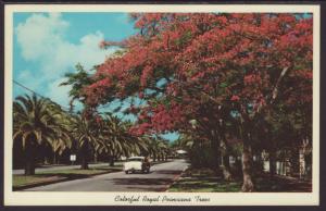 Poinciana Trees Postcard BIN