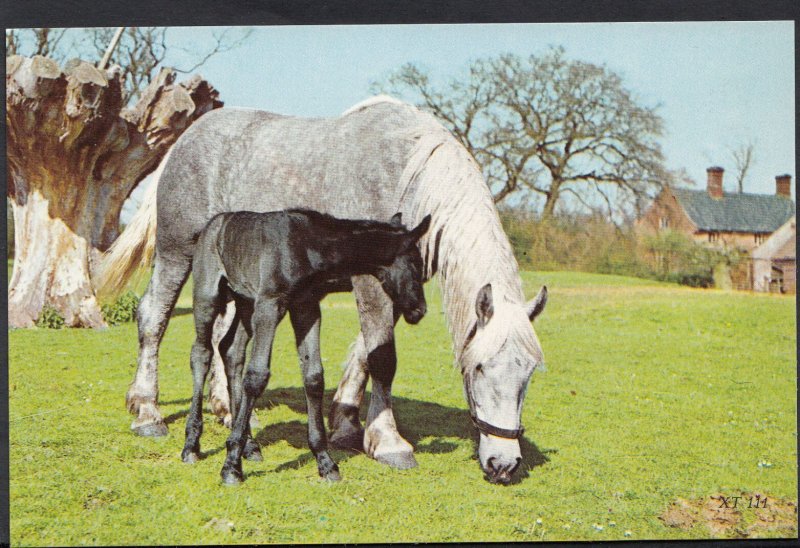 Animals Postcard - A Horse and Foal Grazing In a Field   DR770
