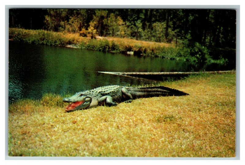Alligator Smile at Okefenokee Swamp Park, Waycross GA c1960 Postcard M25 