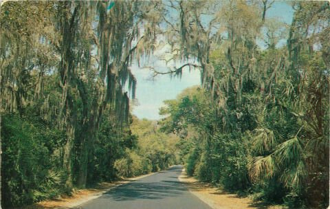 Postcard Moss Covered Highway, Spanish Moss