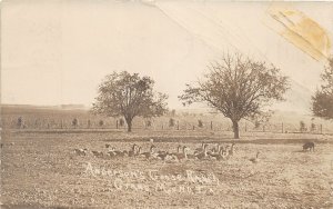 J10/ Grand Mound Iowa RPPC Postcard c1910 Anderson's Goose Ranch 164