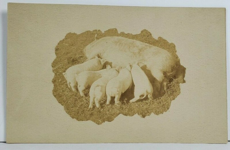 Rppc Sow or Mother Pig feeding Her Piglets Real Photo Postcard O12