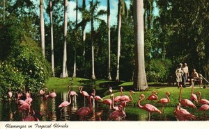 Vintage Postcard 1975 Flamingos In Tropical Sarasota Jungle Gardens Florida FL