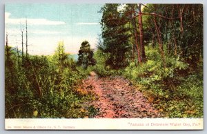 Delaware Water Gap Pennsylvania~Autumn Forest Scene~Vintage Postcard