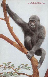 Gorilla, New York Zoological Park New York, USA Monkey Unused crease left bot...