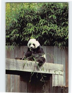 Postcard Ling-Ling, the female giant panda, National Zoo, Washington, D. C.